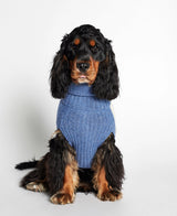 Setter wearing our René Blue Merino Wool Dog Sweater