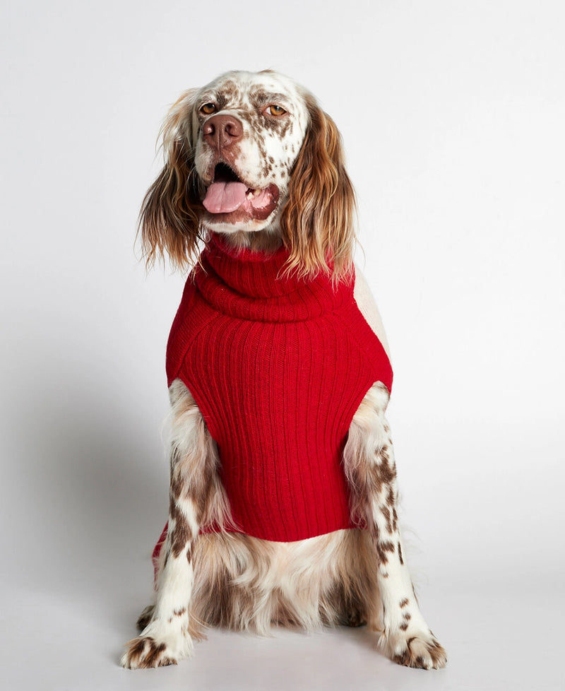 Setter wearing our René Red Merino Wool Dog Sweater