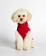 White toy poodle wearing our Donald Red & Pink Merino Wool Dog Sweater