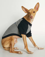 Blinky Organic Cotton Dog Sweatshirt