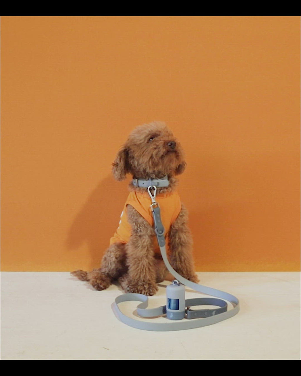 Caniche Toy wearing our Imi Yellow Organic Cotton Dog Bodysuit Vest video