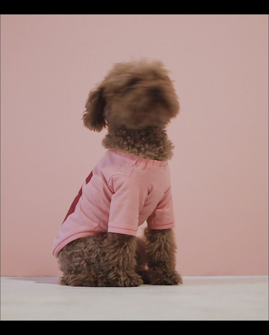 Caniche Toy wearing our Imi Pink Organic Cotton Dog T-Shirt video
