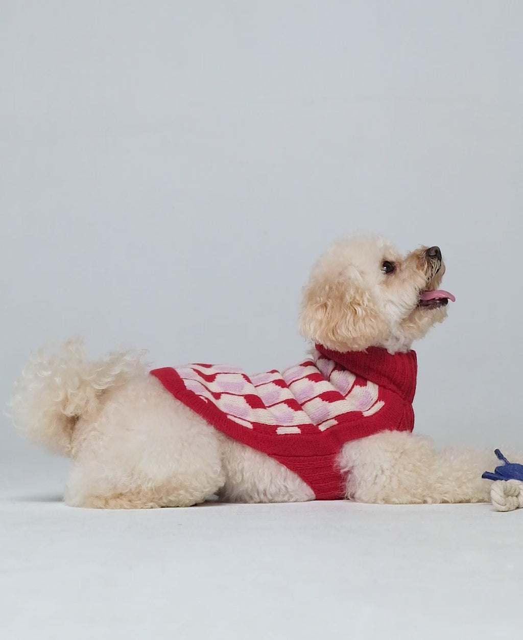 Caniche toy playing and wearing our Donald Red & Pink Merino Wool Dog Sweater
